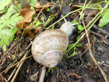 büyük elma salyangoz ormanın içinde büyük bir ev ile