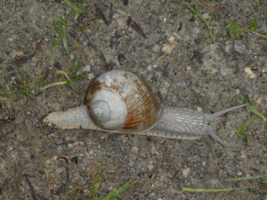 büyük elma salyangoz ormanın içinde büyük bir ev ile