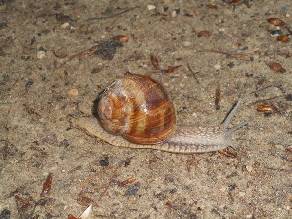 Vingerhoedskruid Bloem Met Paarse Bloesem Het Forest Het Voorjaar — Stockfoto