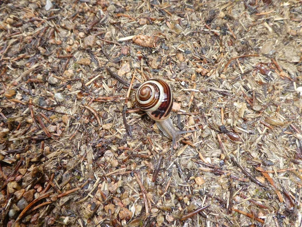 Caracol Con Una Casa Blanca Marrón Bosque —  Fotos de Stock