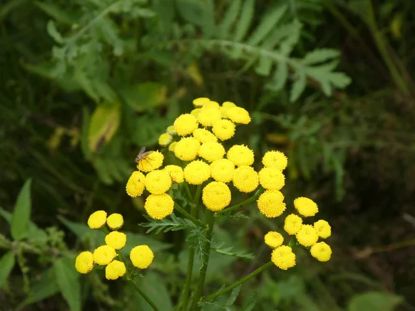 Flor Luva Raposa Com Flor Roxa Floresta Primavera — Fotografia de Stock