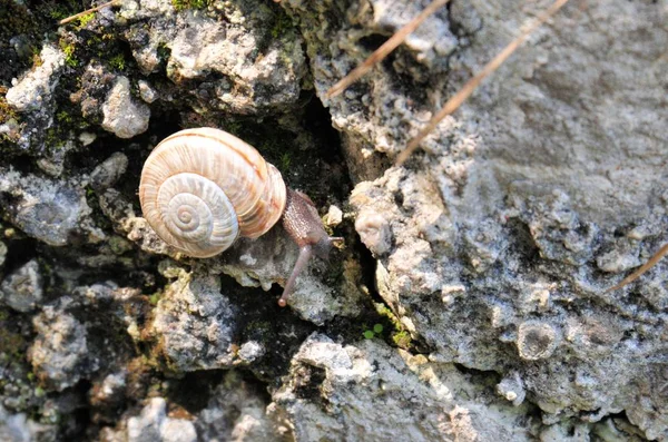 Caracol Com Uma Casa Branca Marrom Floresta — Fotografia de Stock