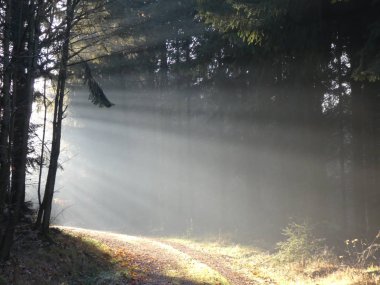 sis ve güneş güneş ışığı ile ormanda günbatımı