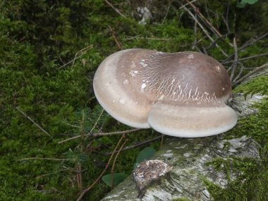 Huş köşeli ayraç mantar ormandaki yaşlı bir gövde ağacı üzerinde