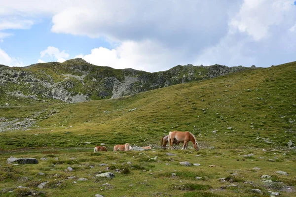 Horses Grazing Mountains Italy — Stock Photo, Image