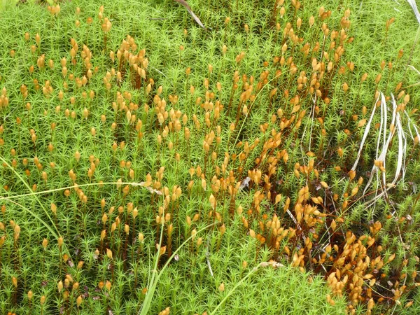 Musgo Verde Bosque — Foto de Stock