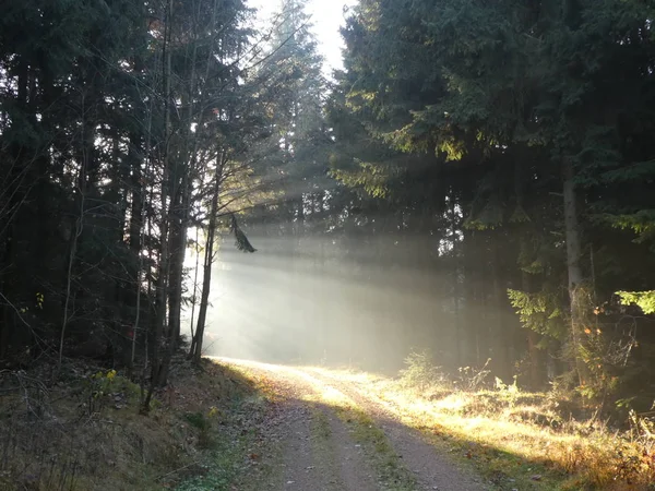 Coucher Soleil Dans Forêt Avec Brouillard Rayons Soleil — Photo