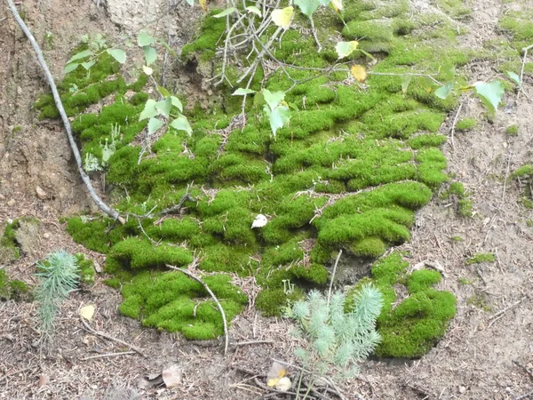 Mousse Verte Dans Forêt Été — Photo