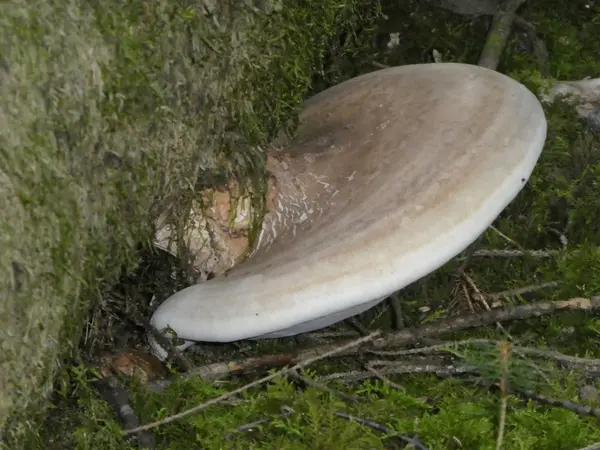 Björksopp Fäste Gammal Stam Träd Skogen — Stockfoto