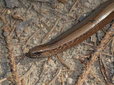 Orman kum taş sürüngen hayvan kahverengi altın blindworm