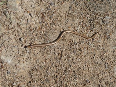 Orman kum taş sürüngen hayvan kahverengi altın blindworm