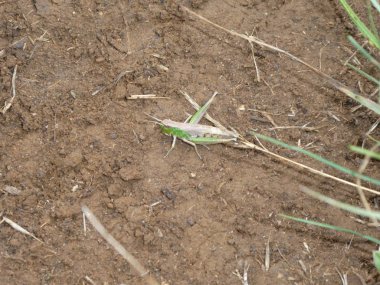 Çekirge yerde ormanda