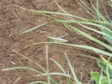 Çekirge yeşil çim