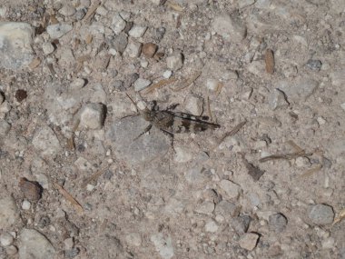 Çekirge yerde ormanda