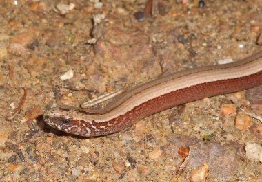 Ormanda büyük kahverengi altın blindworm