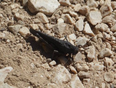 Çekirge yerde ormanda