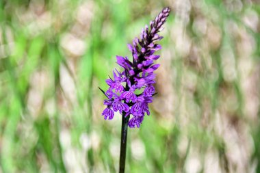 Benekli orkide çiçek dağlarda beyaz mor çiçeği ile