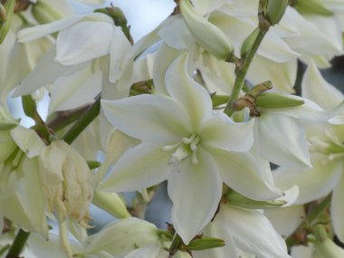 bir avize ağacı çiçek bahçe beyaz çiçeği