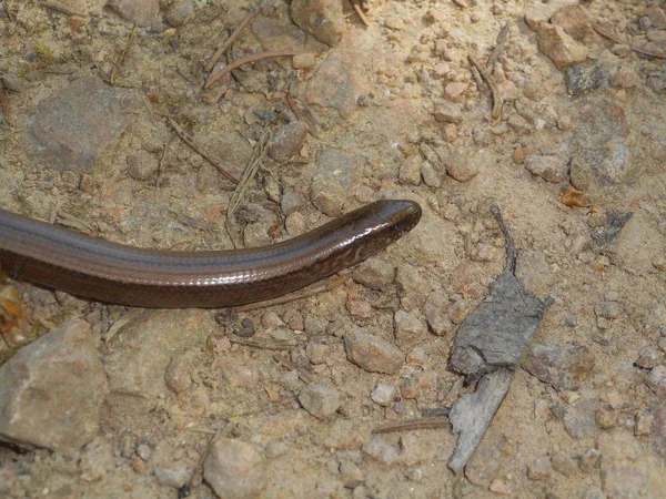 Καφέ Χρυσό Blindworm Των Ζώων Πέτρα Ερπετό Δάσος Άμμου — Φωτογραφία Αρχείου