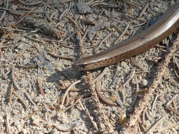 Καφέ Χρυσό Blindworm Των Ζώων Πέτρα Ερπετό Δάσος Άμμου — Φωτογραφία Αρχείου