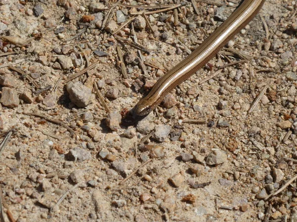 Καφέ Χρυσό Blindworm Των Ζώων Πέτρα Ερπετό Δάσος Άμμου — Φωτογραφία Αρχείου