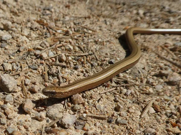 Μεγάλο Χρυσό Καφετί Blindworm Στο Δάσος — Φωτογραφία Αρχείου