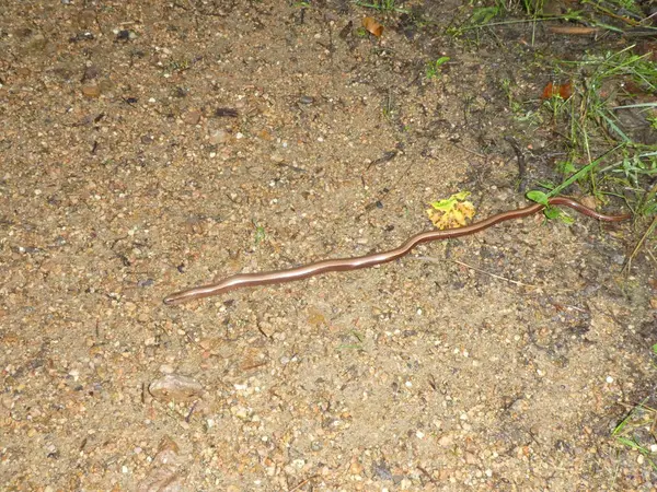 Nagy Barna Arany Blindworm Erdő — Stock Fotó