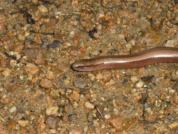 Μεγάλο Χρυσό Καφετί Blindworm Στο Δάσος — Φωτογραφία Αρχείου