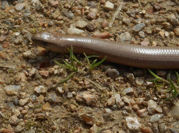 Μεγάλο Χρυσό Καφετί Blindworm Στο Δάσος — Φωτογραφία Αρχείου