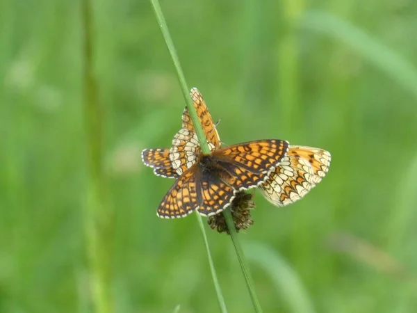 Fritillary Schmetterling Braun Orange Grünen Gras — Stockfoto