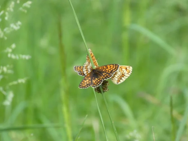 Tarkalepke Pillangó Barna Narancs Zöld Fűben — Stock Fotó