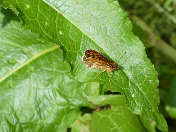 Fritillary Motýl Hnědý Oranžový Zelené Trávě — Stock fotografie