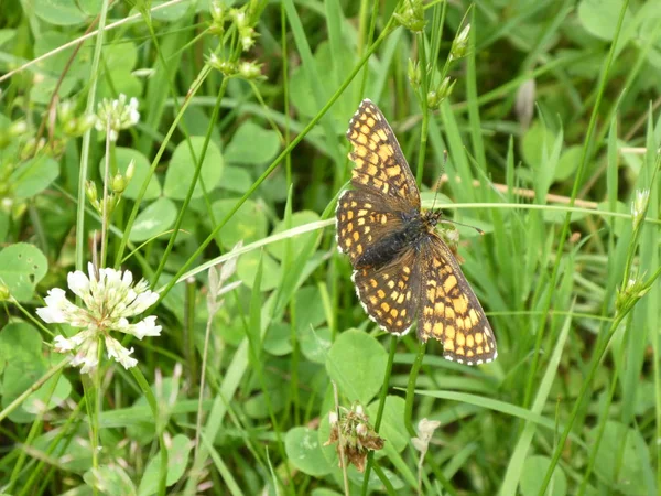 Fritillary Kelebek Kahverengi Turuncu Yeşil Çim — Stok fotoğraf