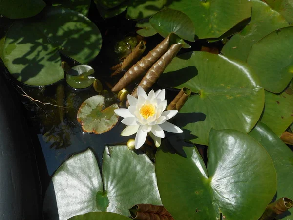 White Blossom Water Lily Water Pond — Stock Photo, Image