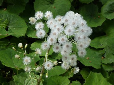 İtalya'nın dağlarında bir palamut çiçek beyaz çiçeği