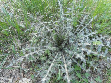 Sonbahar ormanında büyük thisle