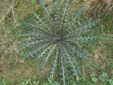 Sonbahar ormanında büyük thisle