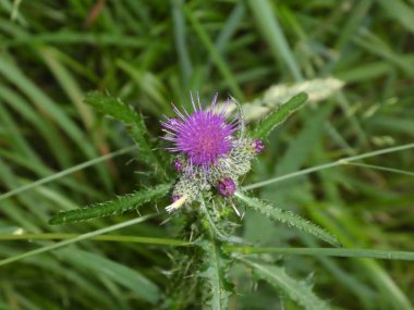ormandaki bir thistle çiçek mor çiçeği