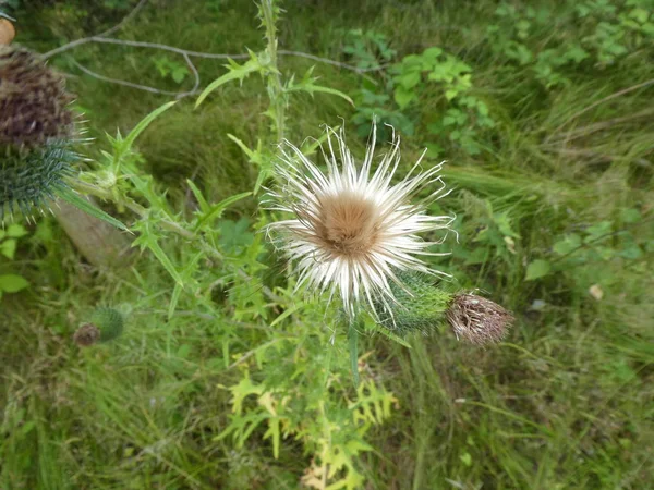White Seeds Thistle Flower Forest Autumn — Stock Photo, Image