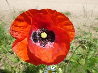 bir haşhaş çiçek kırmızı çiçeği 