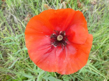 bir haşhaş çiçek bahar çayırda kırmızı çiçeği