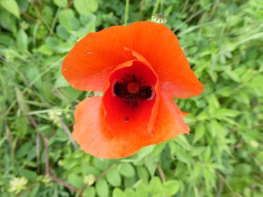 bir haşhaş çiçek bahar çayırda kırmızı çiçeği