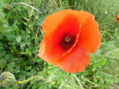 bir haşhaş çiçek bahar çayırda kırmızı çiçeği