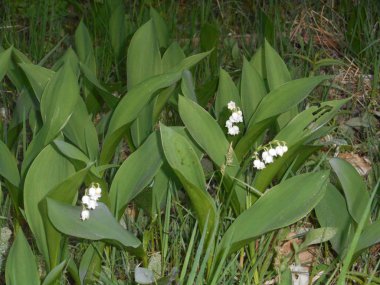 Lily vadi çiçek bahar beyaz çiçeği ile ormanda