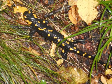 Salamander İtalya siyah sarı Avrupa'nın Dağları'nda yangın