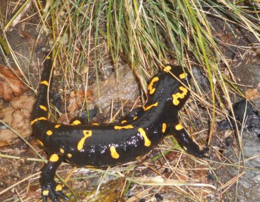 Salamander İtalya siyah sarı Avrupa'nın Dağları'nda yangın