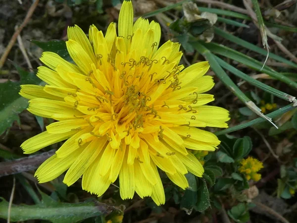 Fiore Giallo Fiore Dente Leone Nel Prato — Foto Stock