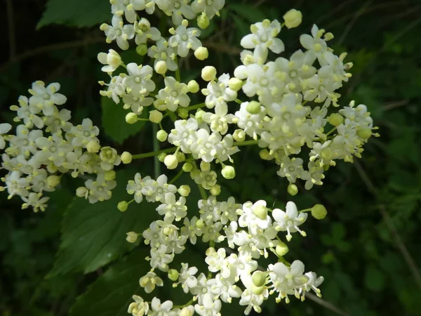Fleur Blanche Sureau Dans Forêt Printemps — Photo