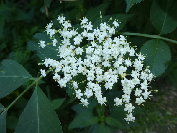 Fleur Blanche Sureau Dans Forêt Printemps — Photo
