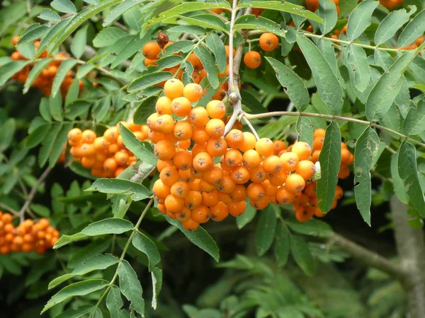 Buisson Rowan Avec Des Baies Dans Forêt — Photo